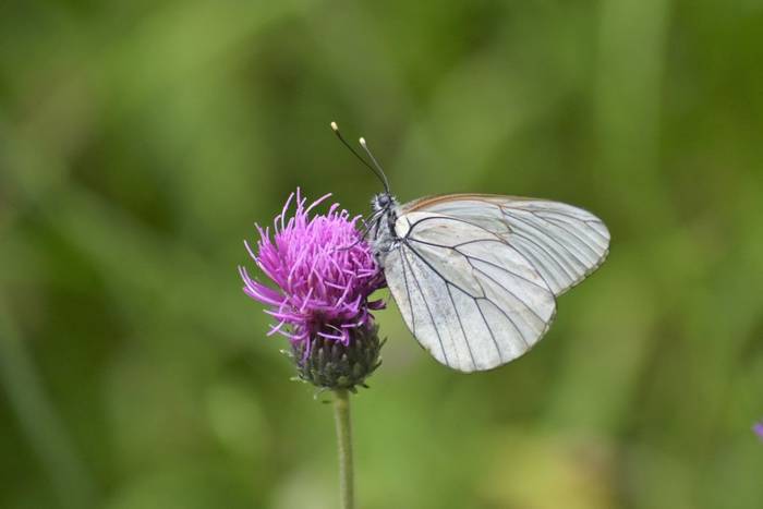 Black-veined White © Connell