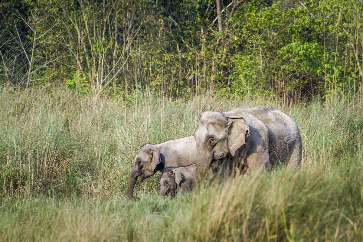 Elephant Bardia National Park Nepal Shutterstock 446298952