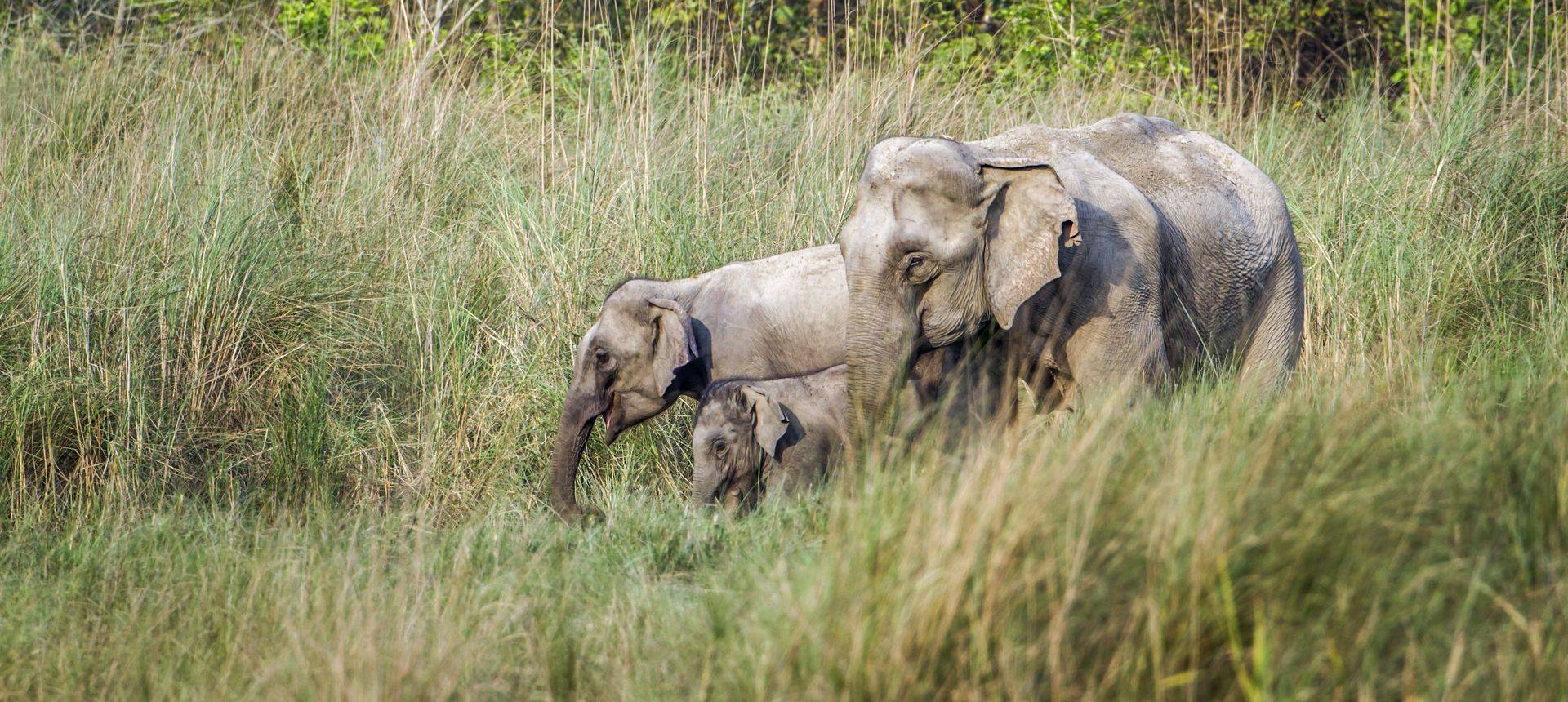 Elephant Bardia National Park Nepal Shutterstock 446298952