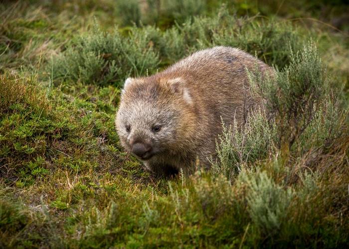 Common Wombat