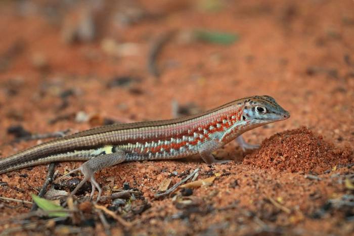 Peter's Keeled Plated Lizard (Tracheloptychus petersi) © Bobby and Laura Bok, March 2026