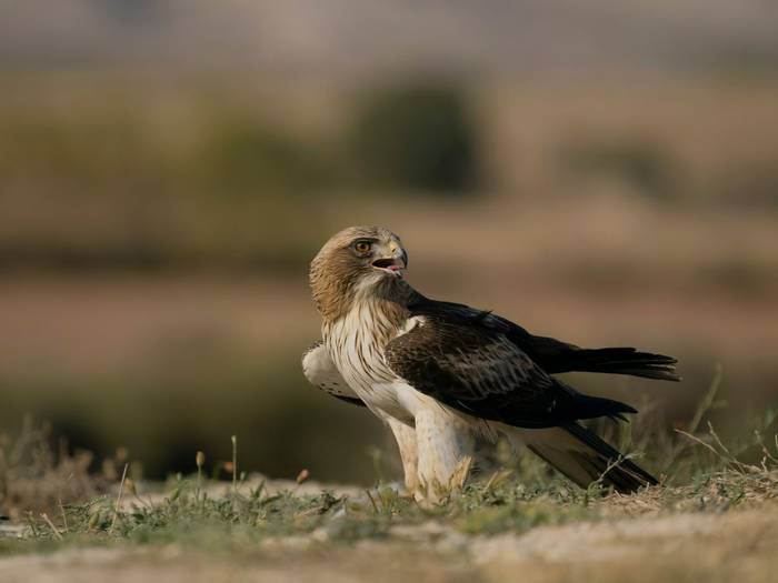 Booted Eagle