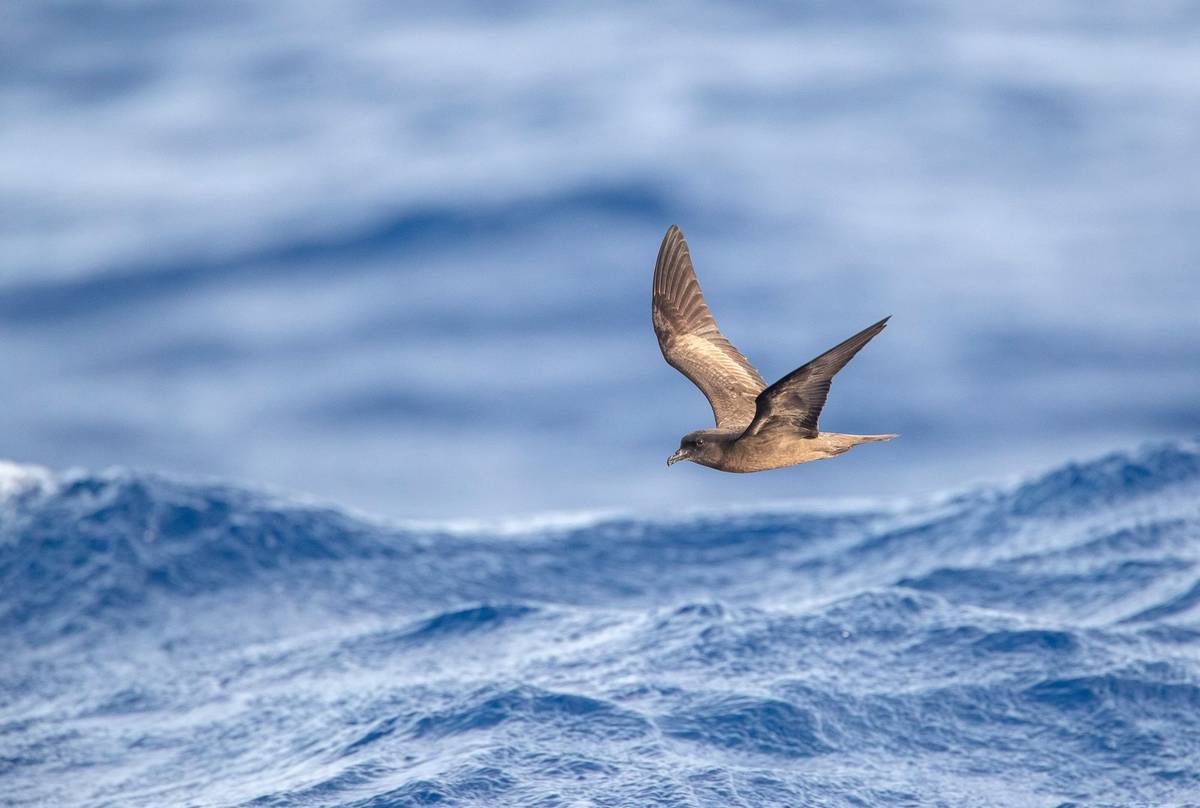 Bulwer's Petrel (Bulweria bulwerii) shutterstock_1454162810.jpg
