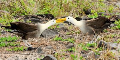 Waved Albatrosses, Galapagos Image