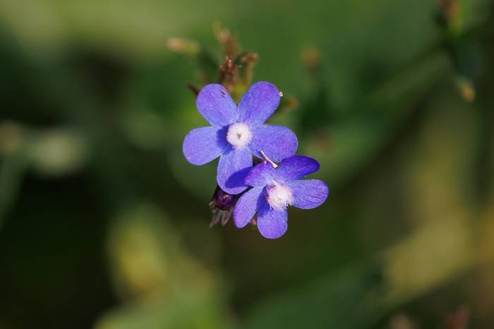 Italian Alkanet (Anchusa azurea) © Giorgi Natsvlishvili, June 2025