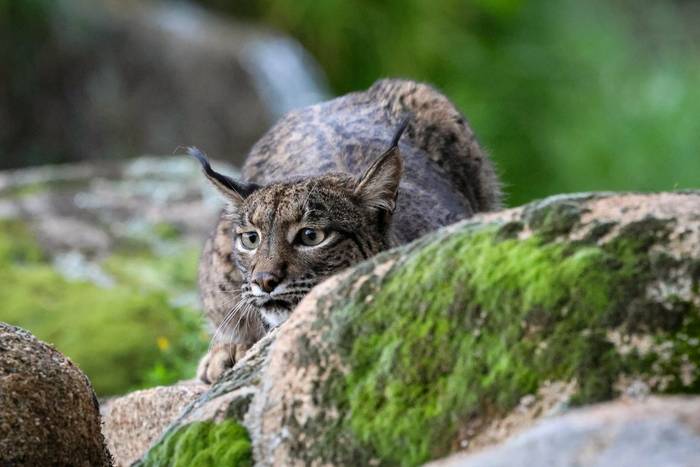 Lynx 4.jpg