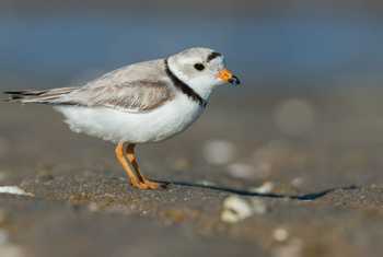 Piping Plover shutterstock_665378794.jpg