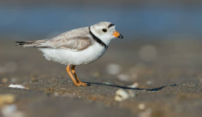 Piping Plover shutterstock_665378794.jpg