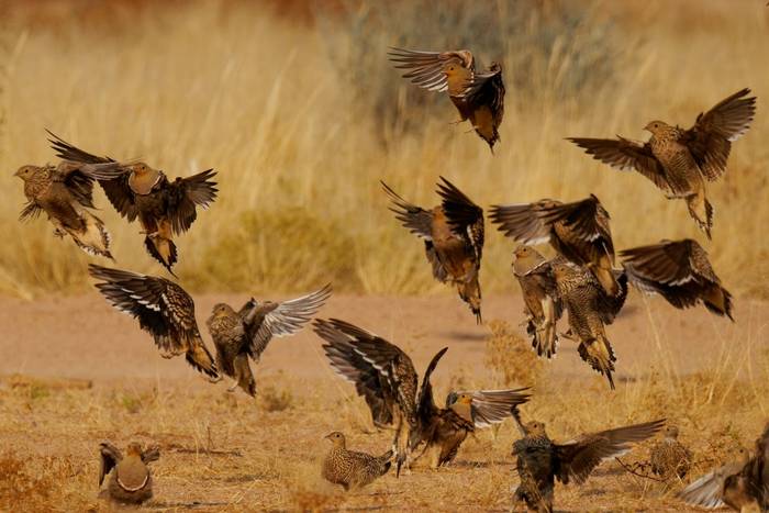 Namaqua Sandgrouse, Namibia shutterstock_2689101593.jpg