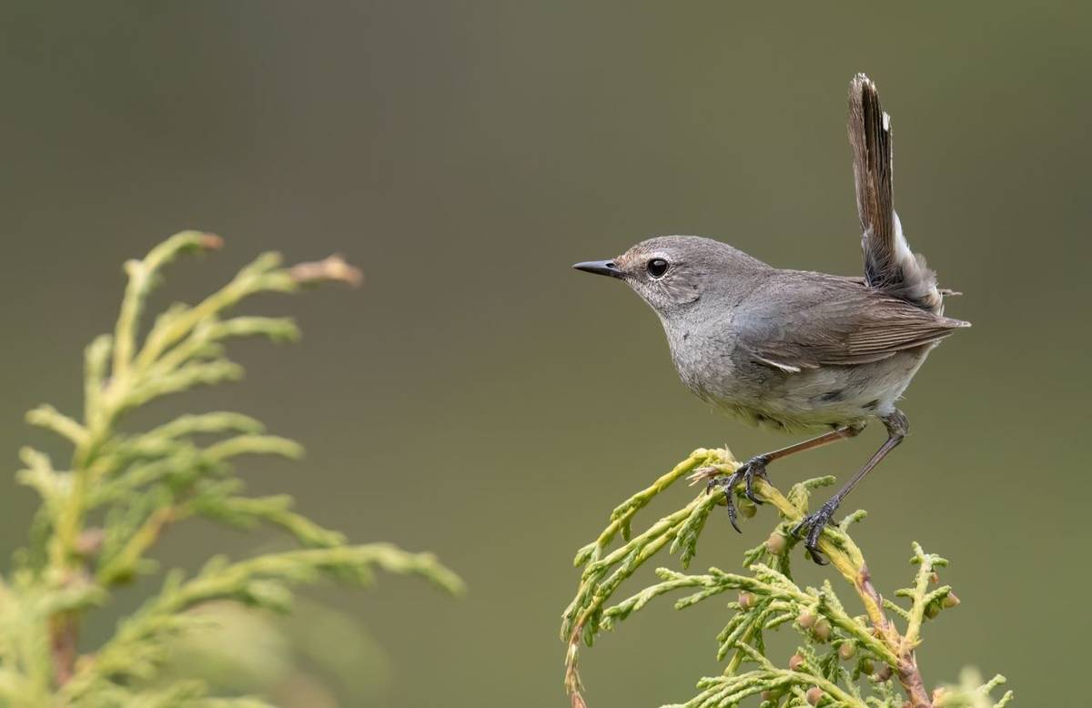 Birding Kazakhstan & Kyrgyzstan – Gallery 