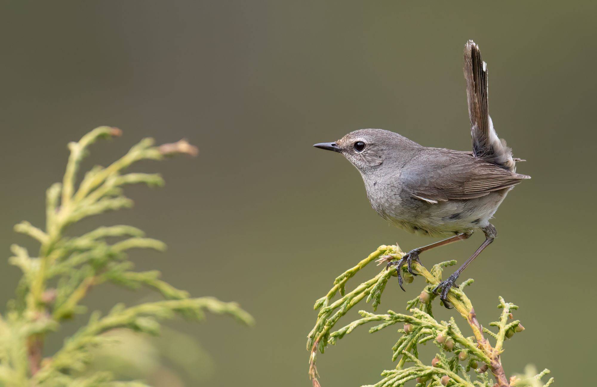 Birds of Kazakhstan & Kyrgyzstan – Gallery 