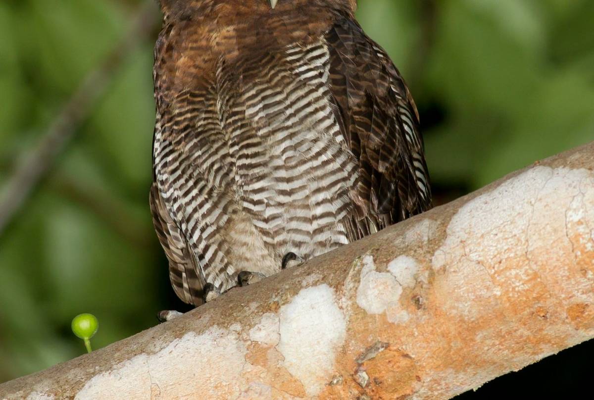 Brown Wood Owl (Jackie Lover)