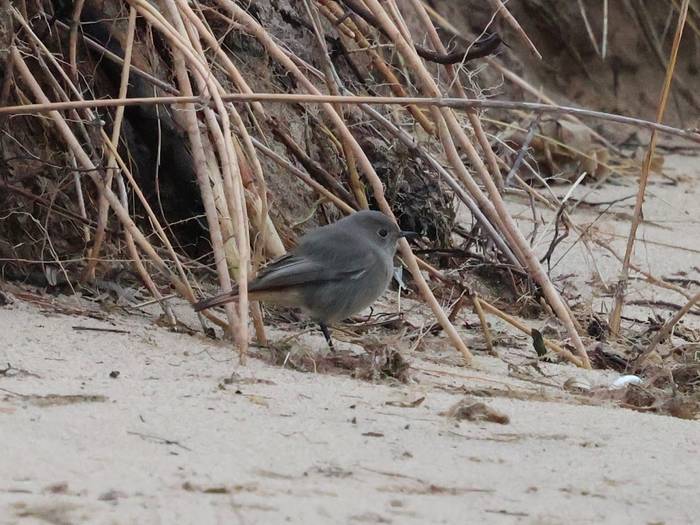 Black Redstart (Stephen Buckle).jpg