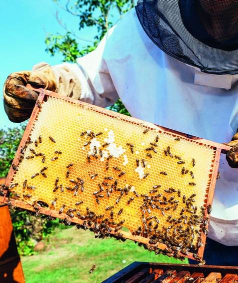 Sustaining our beekeeping initiatives
