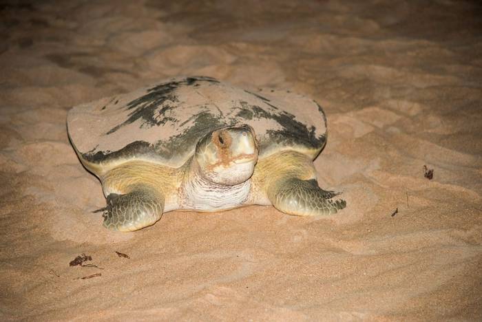 Flatback Sea Turtle, Australia  shutterstock_1407222431.jpg