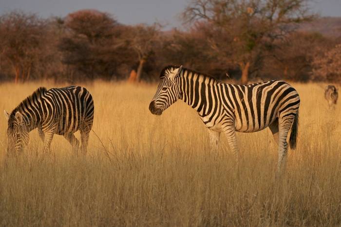 Burchell's Zebra, Namibia shutterstock_2257382933.jpg