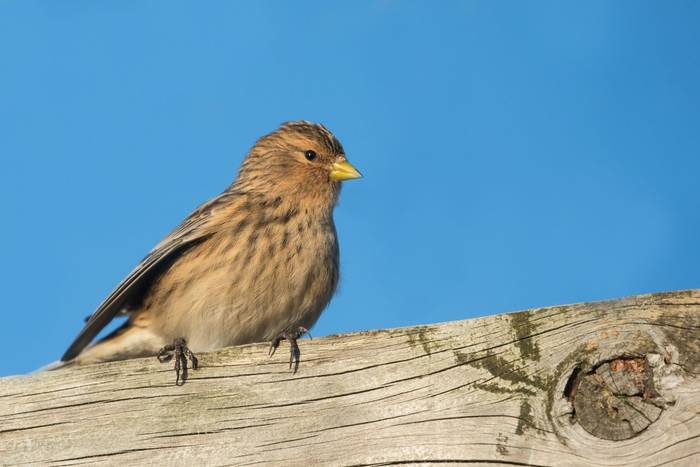 Twite shutterstock_1238710960.jpg