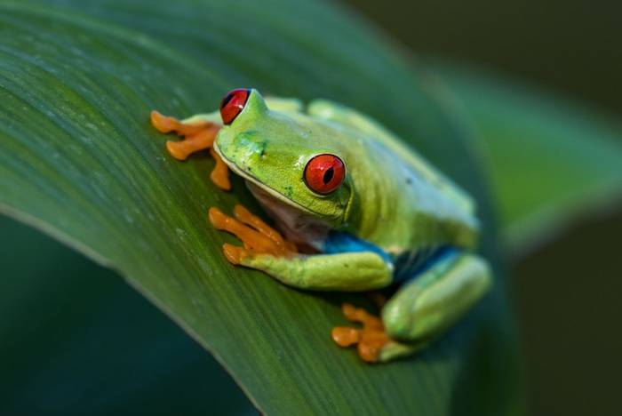 Red-eyed Treefrog, Costa Rica shutterstock_684296218.jpg