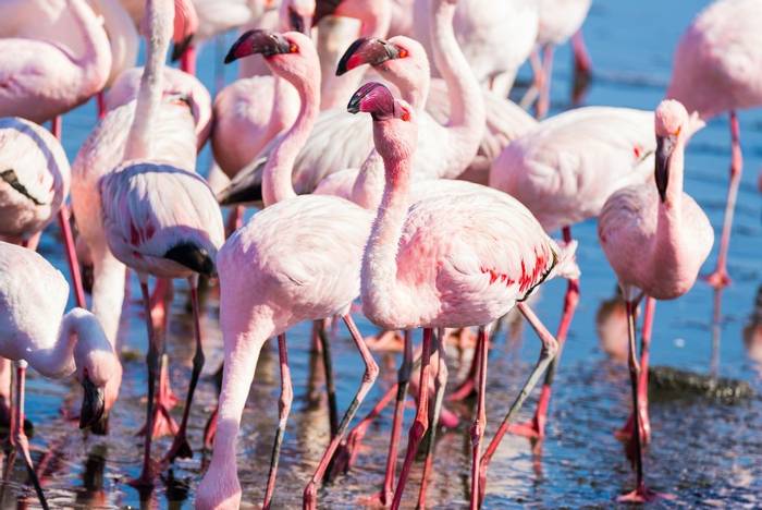 Flamingos, Namibia shutterstock_607134134.jpg