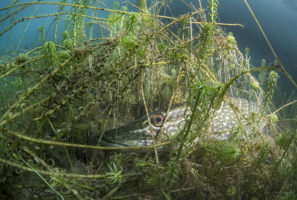 Pike, Dosthill Quarry