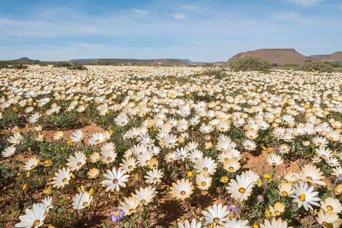 Namaqualand South Africa Shutterstock 311282132
