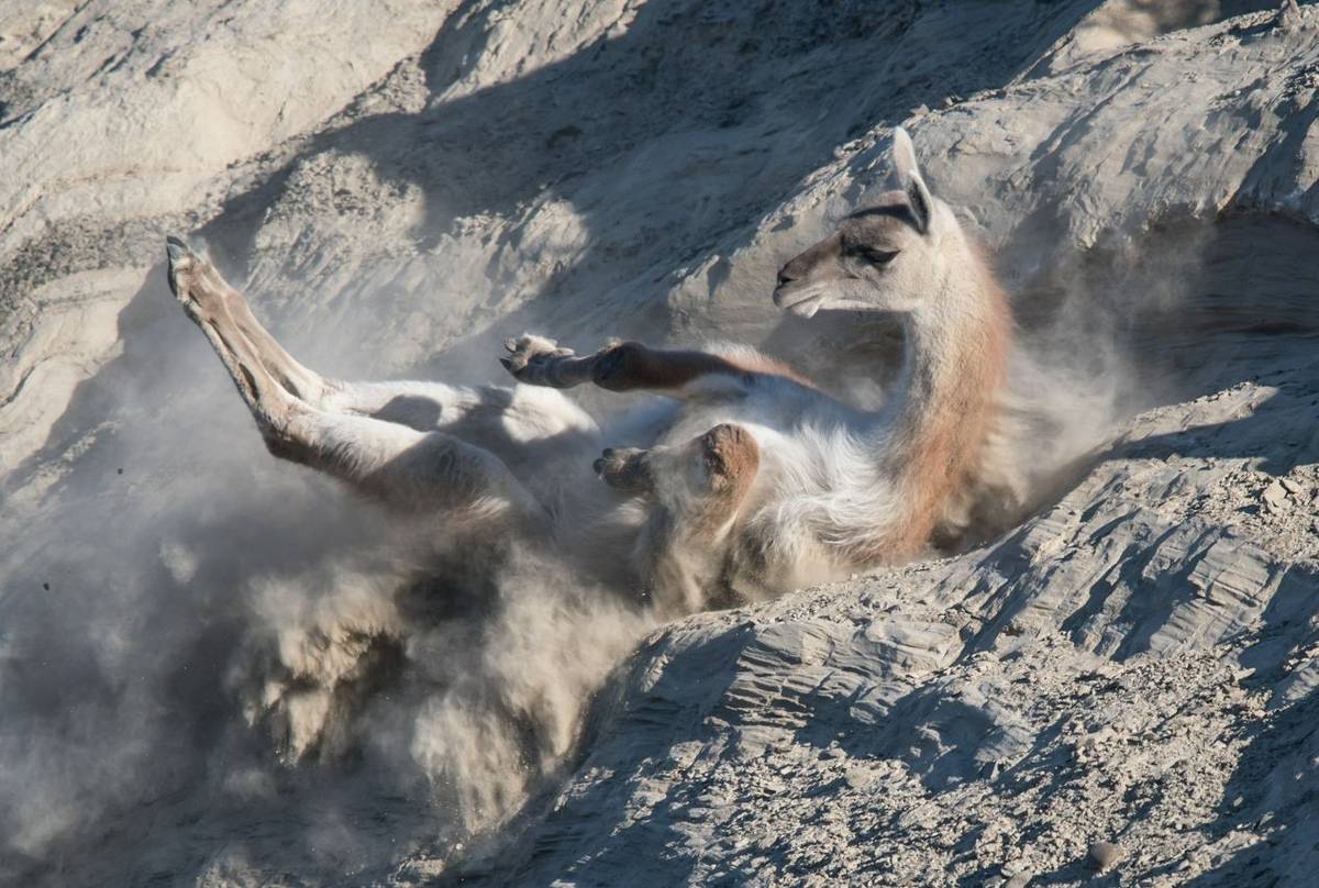 Dust-bathing Guanaco (Tim Melling)