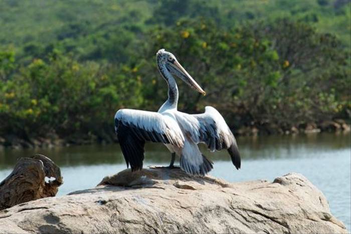 Spot-billed Pelican, Yala National Park (David Allison)
