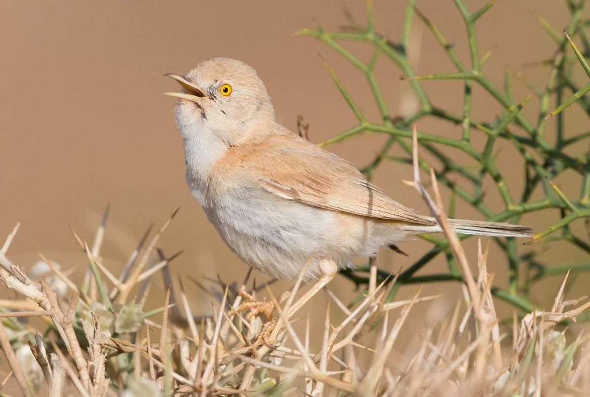 African Desert Warbler