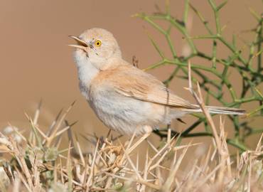 Tunisia - Winter Sun Birding