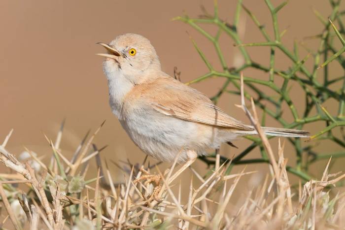 African Desert Warbler