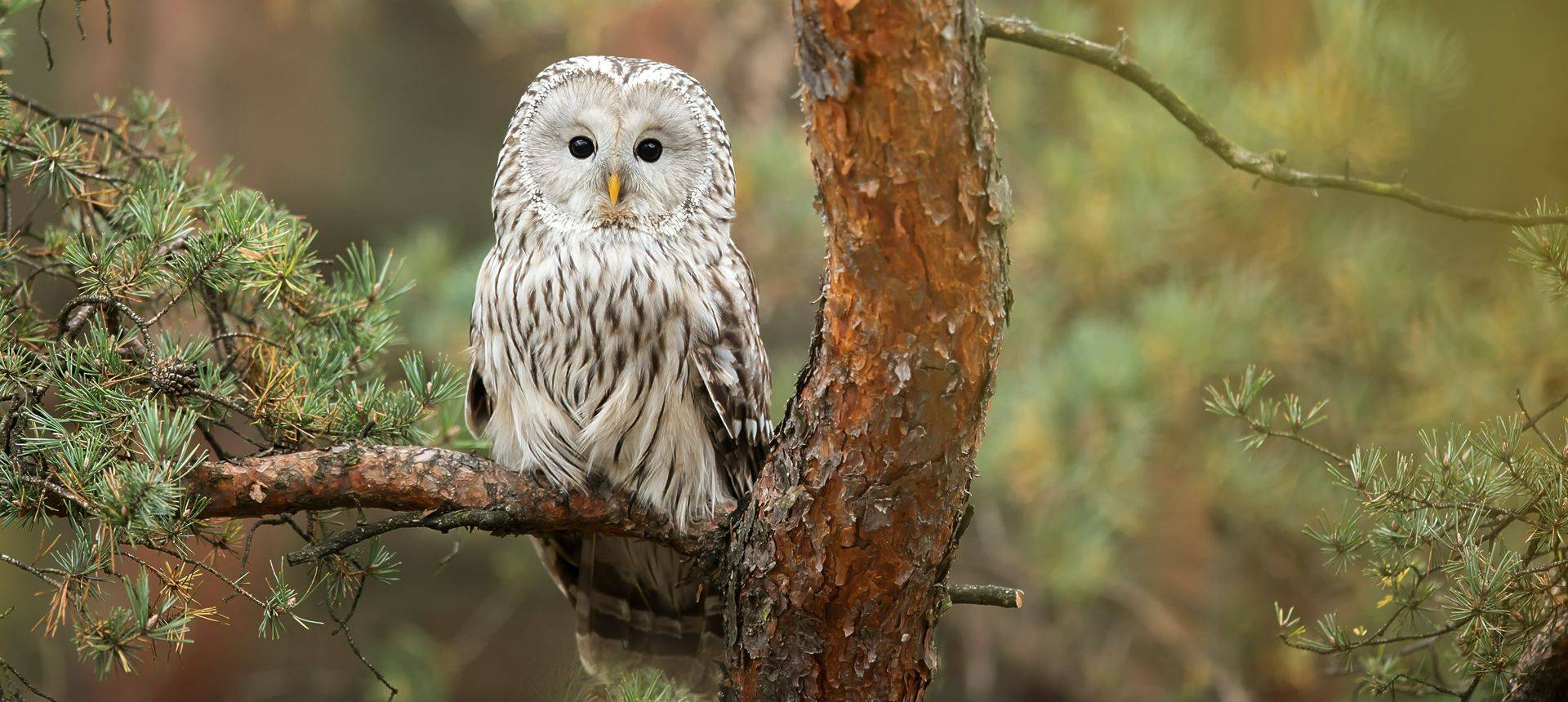 Ural Owl