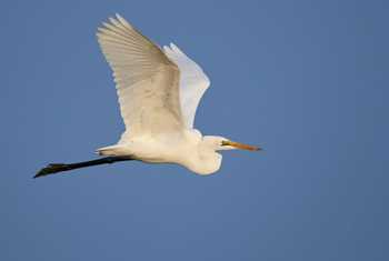 Great White Egret shutterstock_1557077864.jpg
