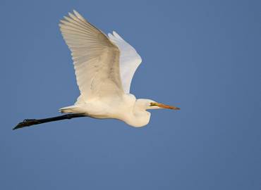 The Great British Bird Race - Somerset