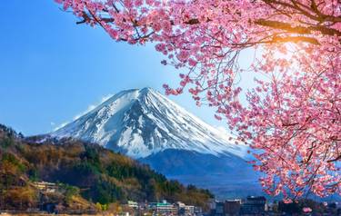 Mount Fuji and cherry blossoms which are viewed from lake Kawaguchiko, Yamanashi, Japan