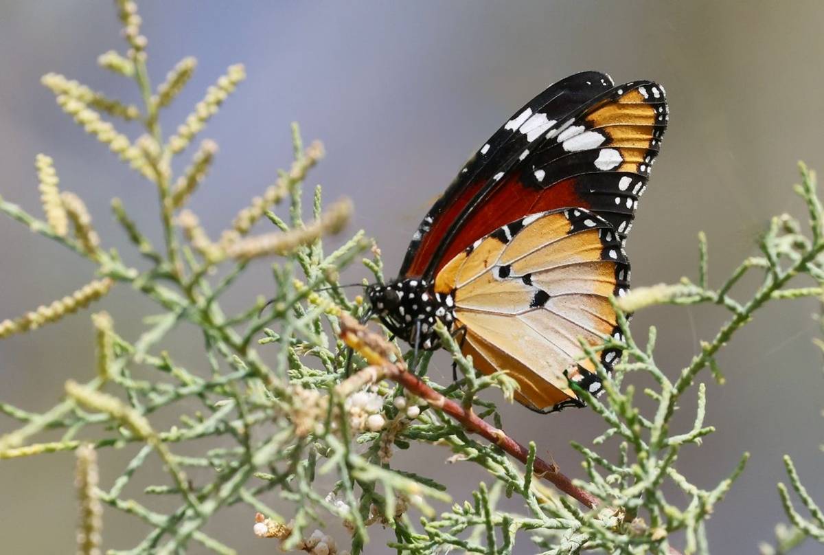 Plain Tiger © Dave Jackson, November 2025 tour