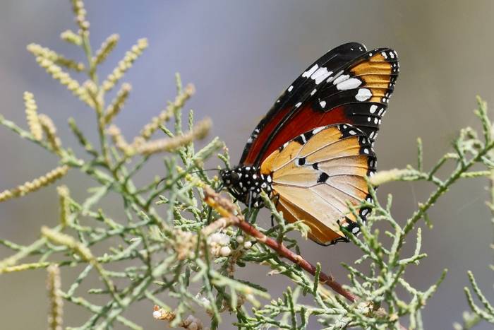 Plain Tiger © Dave Jackson, November 2025 tour