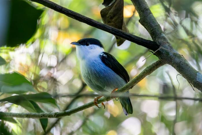 White-bearded Manakin © James Warren, May 2026.jpg