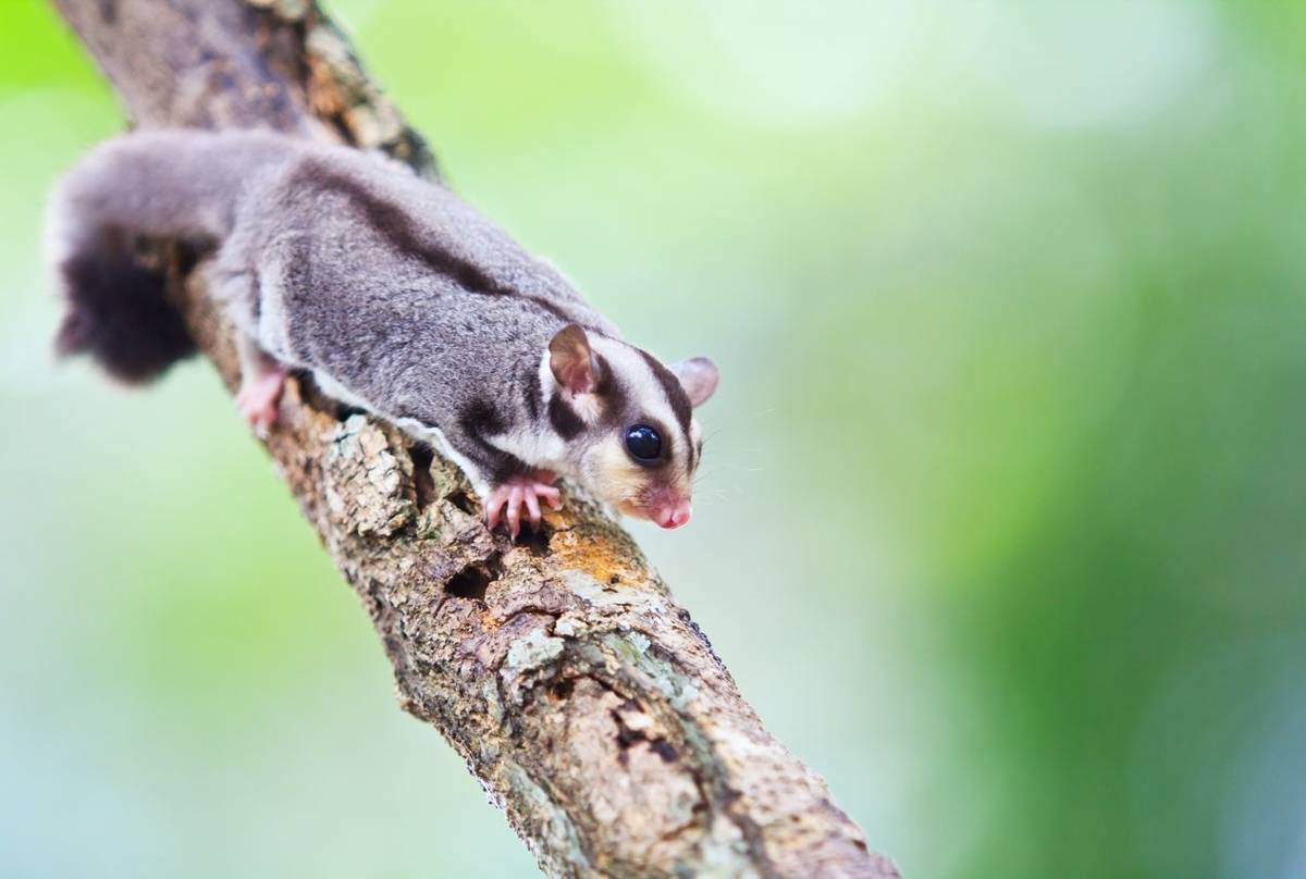 Australia's Mammals - Naturetrek