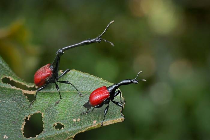 Giraffe Weevils (Trachelophorus giraffa) © Bobby and Laura Bok, March 2026