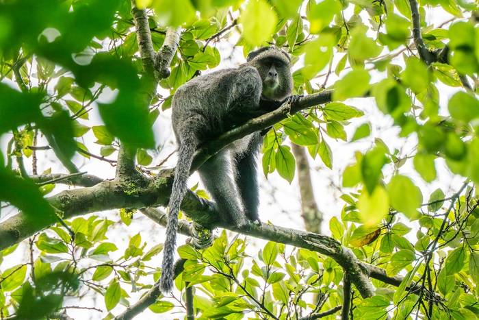 Blue Monkey © Carole and David Clarke, February 2026 tour