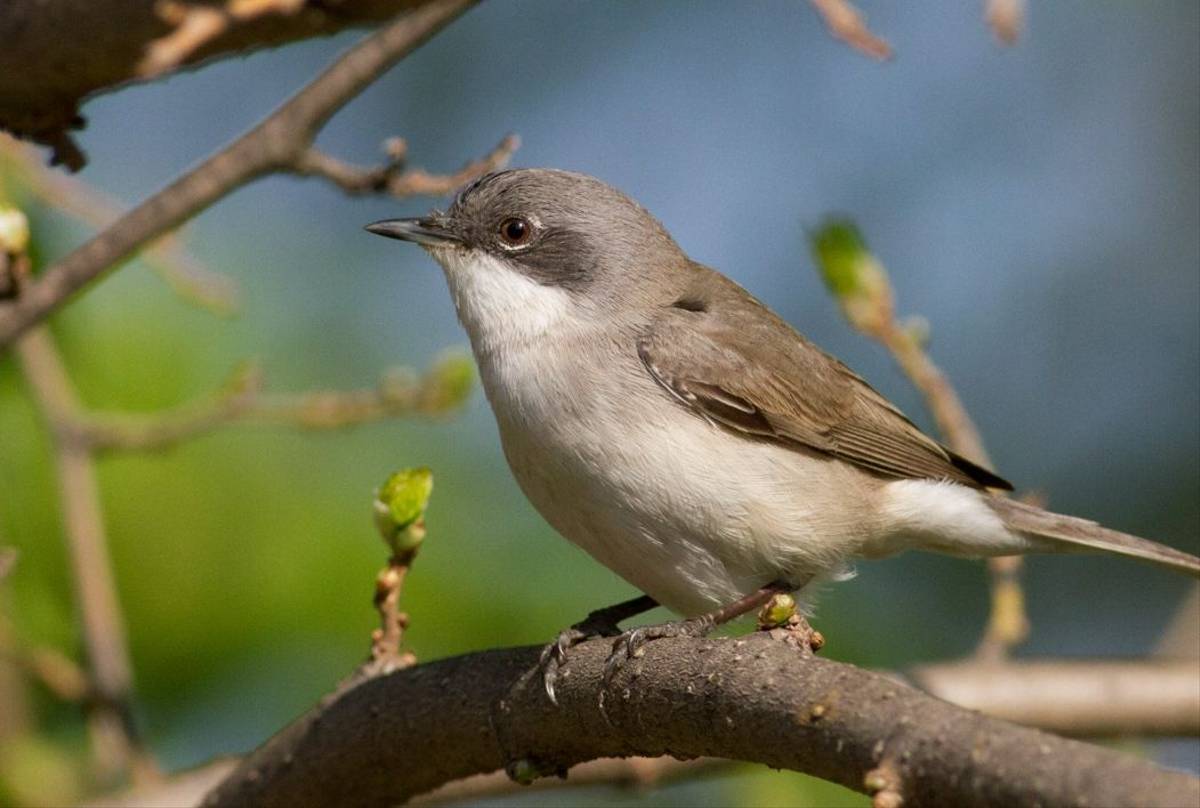 Lesser Whitethroat shutterstock_1732976600.jpg