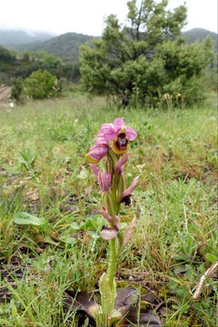 Ophrys tenthredinifera, Sawfly Orchid, St Paul de Fenouillet