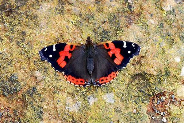 Canary Red Admiral, Tenerife (Ken Bailey)