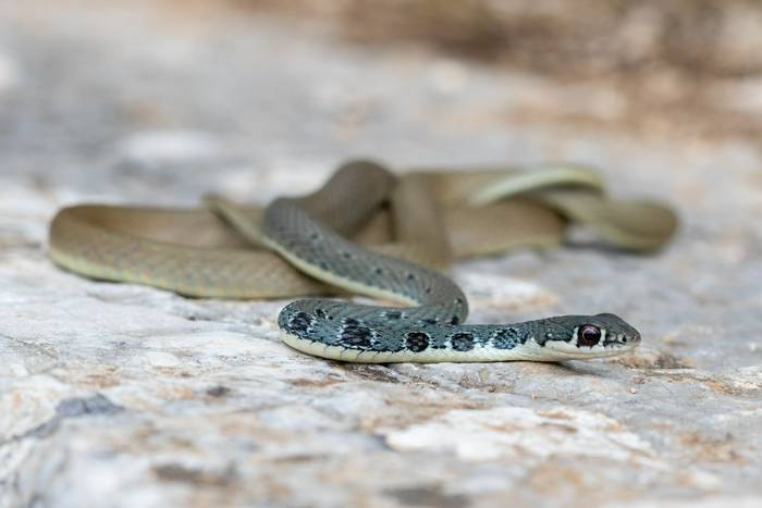 Dahl's Whip Snake (Platyceps najadum dahlii) © Lawrie Hills, May 2023 tour