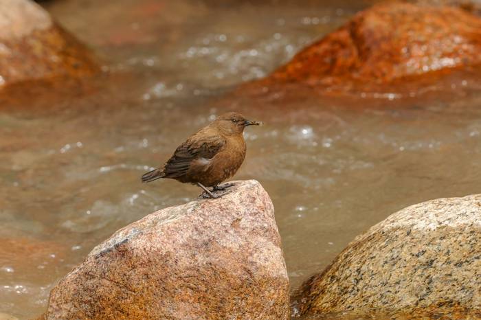 Brown Dipper © M. Valkenburg