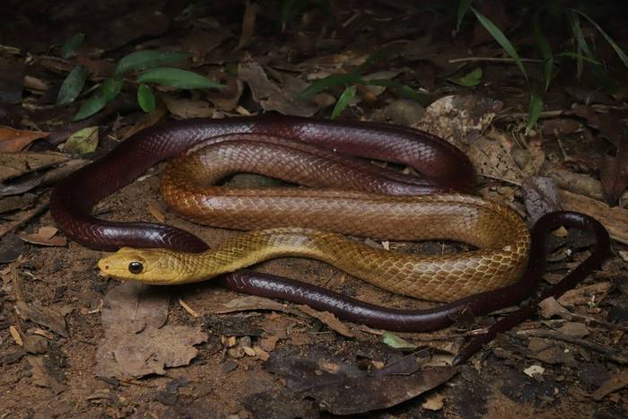 Perinet Night Snake (Ithycyphus perineti) © Bobby and Laura Bok, March 2026