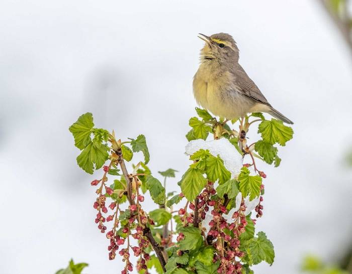 Sulphur-bellied Warbler © M. Valkenburg