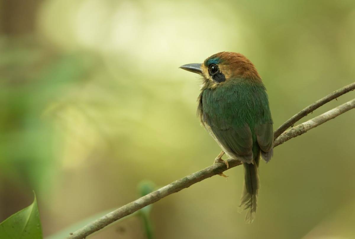 Tody Motmot Shutterstock 740251834