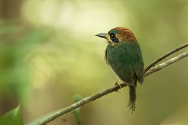 Tody Motmot Shutterstock 740251834