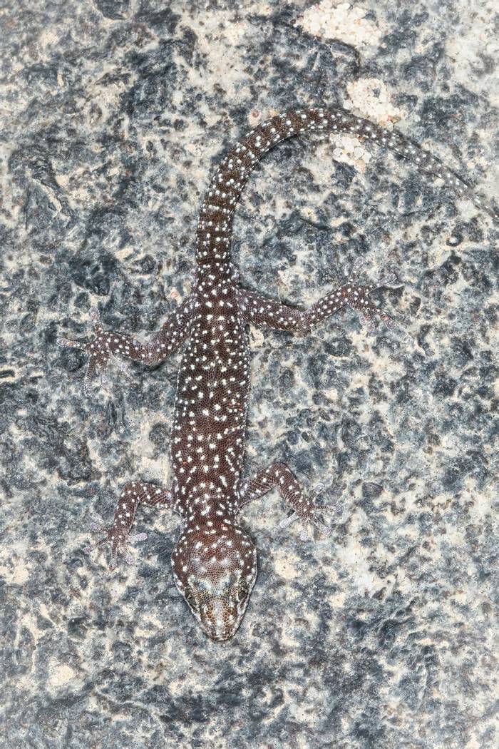 Marais' Gecko (Pachydactylus maraisi) © Dan Lay, January 2023